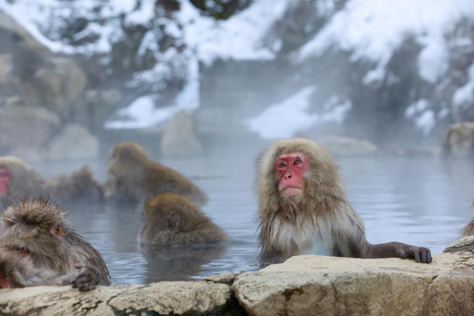 Ikariya Ryokan 山ノ内町 エクステリア 写真
